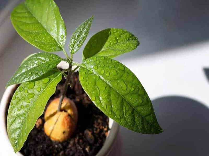 Как вырастить авокадо из косточки – блог интернет-магазина prachka-mira.ru